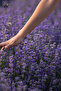 Pure Lavender Oil Glass Bottle with Dropper - 5