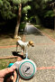 Automatic 5 Meter Retractable Cat and Dog Leash with Pulley |   15Kg/25Kg (S/M) - 8
