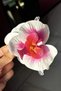 White and Pink Color Aloha Orchid Latch Buckle - 2