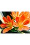 Clivia Miniata – Klivya - 2