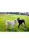 ! Fetch Wheel Play Ring (Large Size) - 4