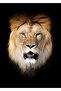 Hari̇kabi̇rev | Black-Gold Color Lion and Feather Combination | Framed Glass Table 3 Pieces Vertical - 3