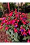 Küpeli çiçeği - Fuschsia - 4