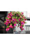 Küpeli çiçeği - Fuschsia - 2