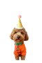 Dogs Our Doggy Friends Pet Friends Themed Cute Animals Mini Hat 12 cm with Cardboard Pompom