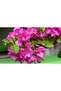BEGONVİL ÇİÇEĞİ - SARILICI BİTKİ - 4