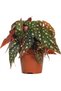 Çilli Begonya – Begonia Maculata