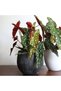 Çilli Begonya – Begonia Maculata - 3