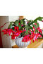 Yılbaşı Çiçeği – Schlumbergera