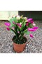 Yılbaşı Çiçeği – Schlumbergera - 6