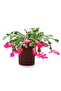 Yılbaşı Çiçeği – Schlumbergera - 2