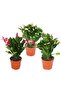 Yılbaşı Çiçeği – Schlumbergera - 7