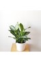 Aglonema Silver - Çin Herdemyeşili - 3