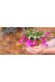 Yılbaşı Çiçeği – Schlumbergera - 8