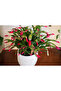 Yılbaşı Çiçeği – Schlumbergera - 5