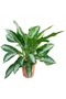 Aglonema Silver - Çin Herdemyeşili - 4