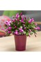 Yılbaşı Çiçeği – Schlumbergera - 4