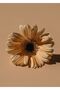 Hari̇kabi̇rev | Soft Cream Color Daisy Flower Combination New | Framed Glass Table 2 Pieces Vertical - 3