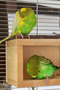 Bird Nest - Armchair Board and Shelter in One Offers Comfort with Natural Wood Structure - 3