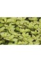 ARONYA FİDESİ 20 ADET - 6