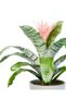 Eşmeya – Kupa Çiçeği (Aechmea) - 2