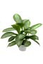 Aglonema Silver - Çin Herdemyeşili