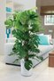 Monstera - Deve Tabanı 80-100 cm