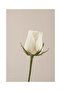 Hari̇kabi̇rev | Soft Beige Color Flowers Combination 02 | Framed Glass Table 2 Pieces Vertical - 3