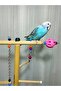 Fun Colorful Bird Perch Playground with Cage Top - 5