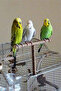 Wooden Parrot Swing Toy - 100% Domestic Production