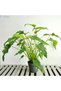 Philodendron xanadu - 2