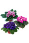 AFRİKA MENEKŞESİ 5 ADET