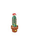 Plant Flowers Cactus 192 Pieces