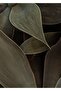 Hari̇kabi̇rev | The Dark Green Leaves | Framed Glass Table 2 Pieces Vertical - 2
