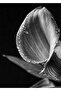 Hari̇kabi̇rev | Black-White Leaf Flower Combination 01 | Framed Glass Table 2 Pieces Vertical - 2