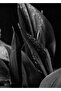Hari̇kabi̇rev | Black-White Leaf Flower Combination 01 | Framed Glass Table 2 Pieces Vertical - 3