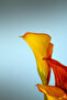 Hari̇kabi̇rev | Yellow-Red Tulip Flower Combination 01 | Framed Glass Table 2 Pieces Vertical - 3