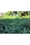 Spearmint 50 Gr |   Mentha X Spicata |   2026 Harvest |   From Our Garden | - 5