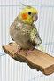Wooden Bird Perches Set – Natural Stand Platform, 4-Piece Cage Accessory, for Budgie and Parrot - 2