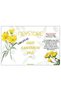 Handmade, High-Quality, Organic, Red-Colored, Natural St. John's Wort Oil (Hand Made, 100 Ml, Pet) - 8