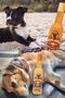 Bottle Plush Training Toy - Quad Batch Traction Rope - Dog Flossing Toy - Set of Four - 2