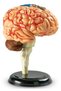 Human Body - Brain - 31 pieces - Educational set - 2
