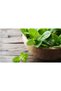 Toothpaste Against Cavities Mint Freshness 100 Ml 2 Pieces - 2