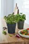 2 Piece Herb Cachepots, Black