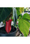 Plant Watering Container Red Distillation - 6