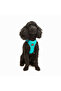 Cat Dog Air-Mesh Chest Harness and Travel Strap Set 2in1 Turquoise - 7