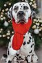 New Year's Themed Dog Accessory with Red Color Dog Neckerchief Size S m L Options - 6