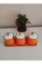 Tulip Orange Spice Set 380 ml - 2