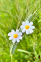 8 Pieces Daisy Collet Buckle Set - 3