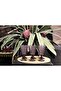 Flora 6-Piece Glass Goblet Set Lyso 031 - 3